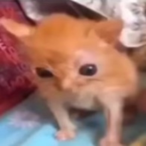 fjnsjsjfjfjfjsj